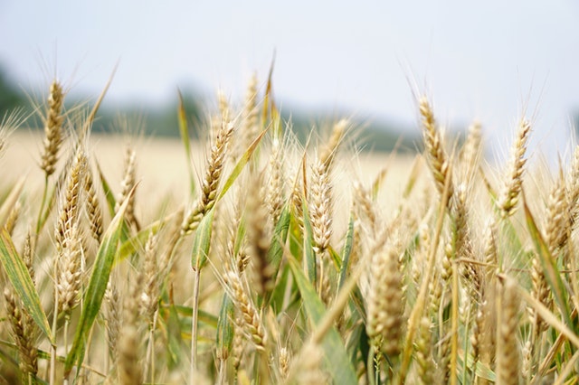 agriculture-arable-blur-265216